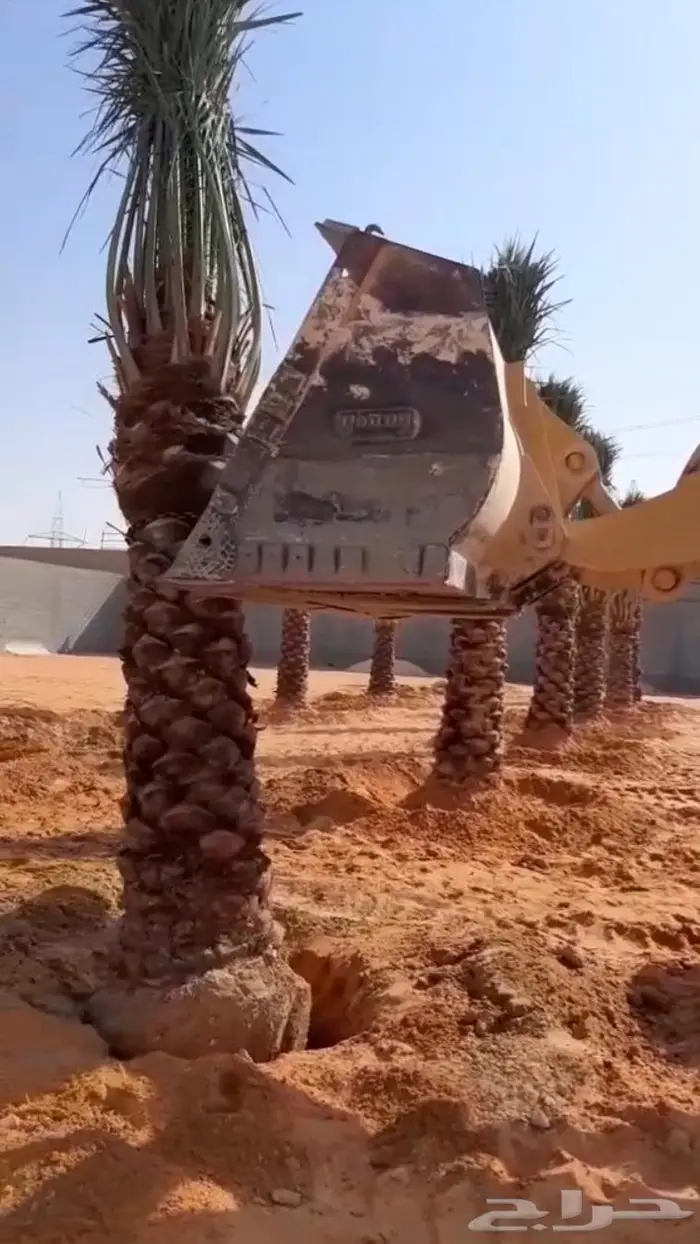 نخل عربي واشنطني خلاص صقعي مجدول برحي سكري هش 18