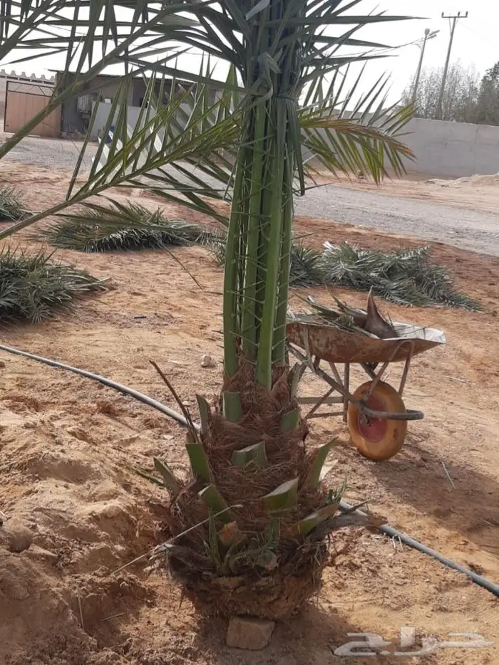 نخل عربي واشنطني خلاص صقعي مجدول برحي سكري هش 7
