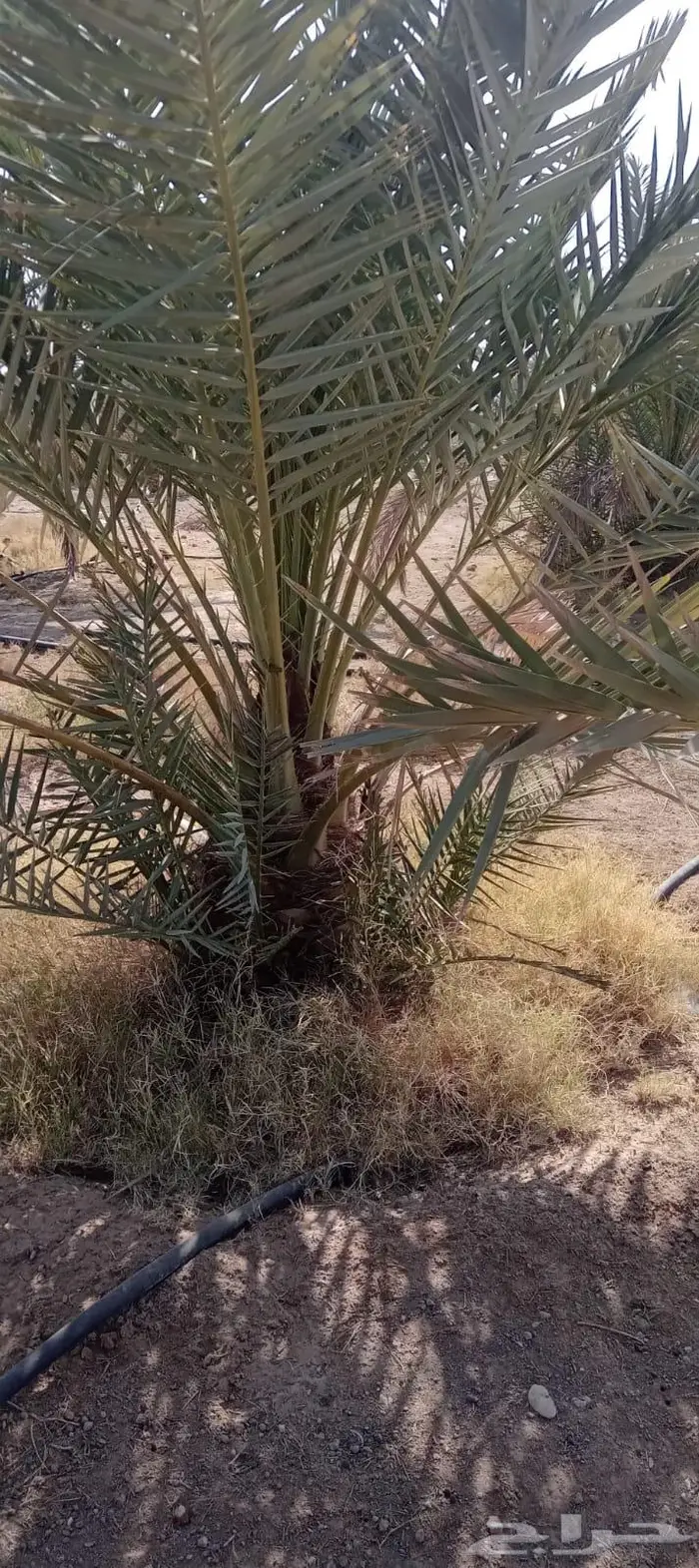نخل عربي واشنطني خلاص صقعي مجدول برحي سكري هش 1