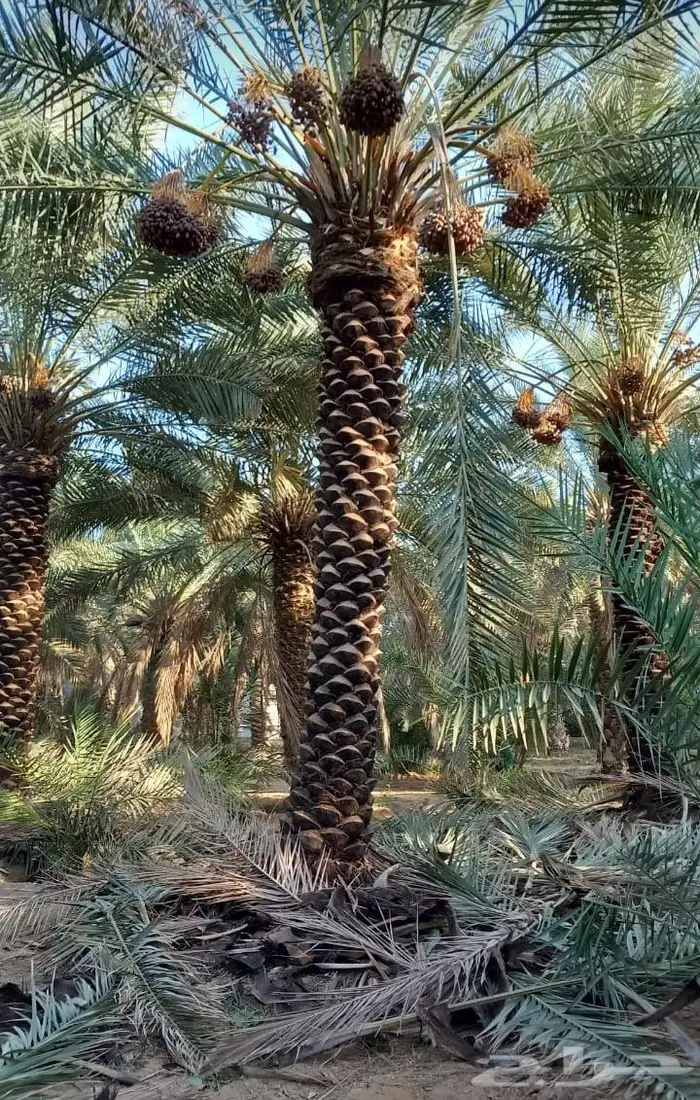 نخل عربي واشنطني خلاص صقعي مجدول برحي سكري هش 24
