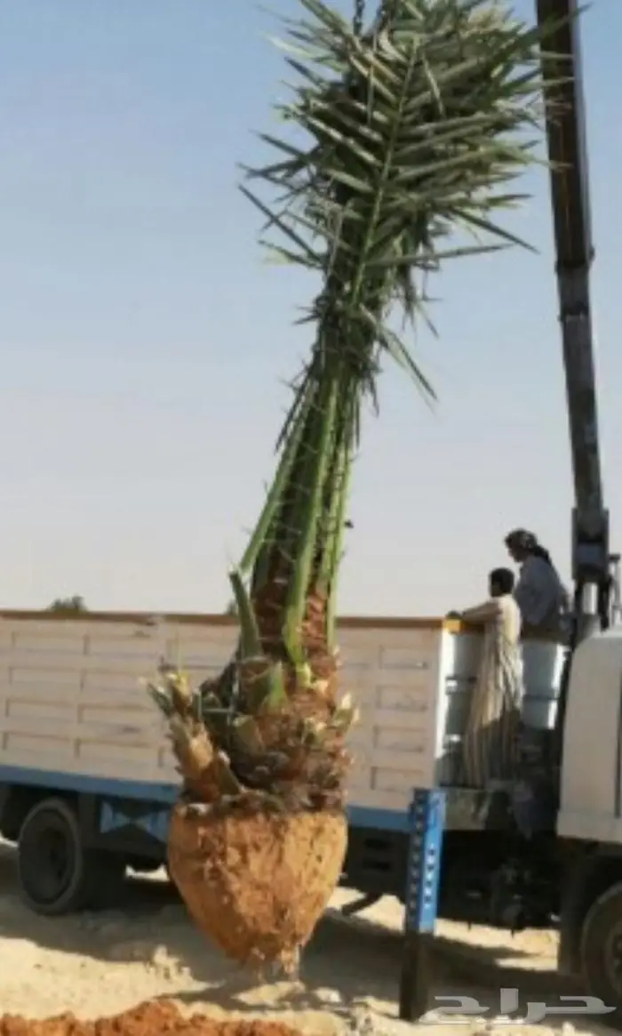 نخل عربي واشنطني خلاص صقعي مجدول برحي سكري هش 2
