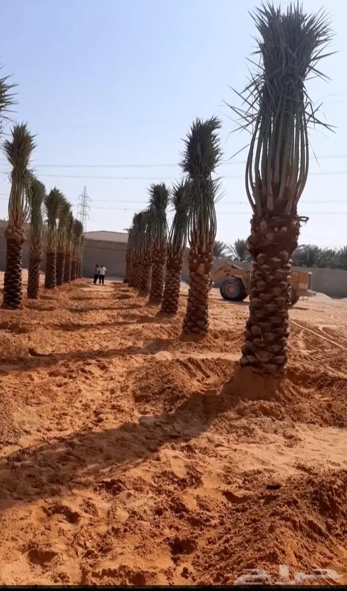 نخل عربي واشنطني خلاص صقعي مجدول برحي سكري هش 15