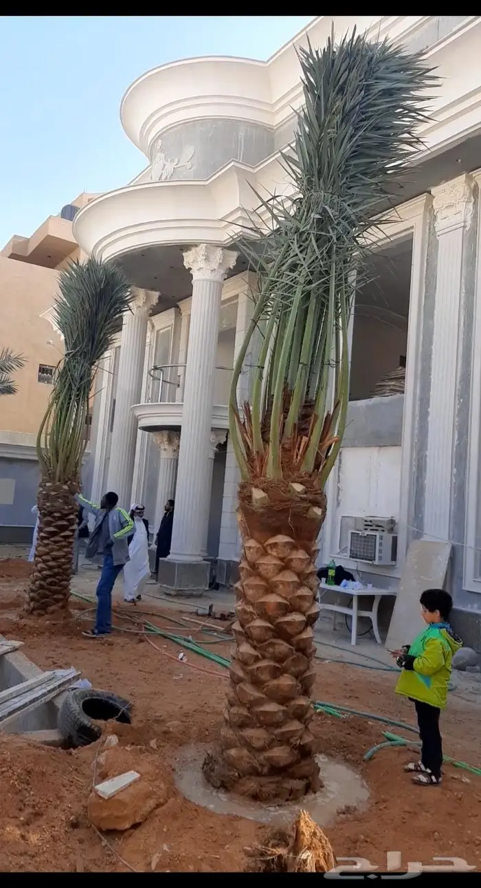 نخل عربي واشنطني خلاص صقعي مجدول برحي سكري هش 0