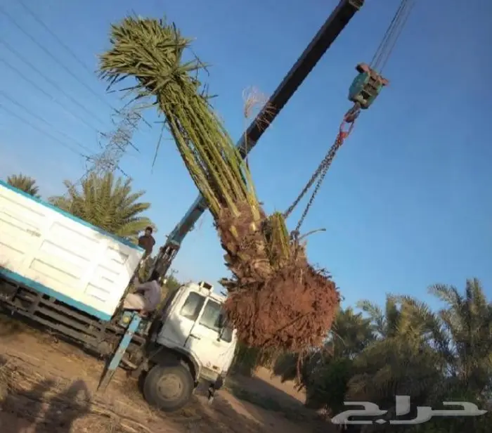 نخل عربي واشنطني خلاص صقعي مجدول برحي سكري هش 19