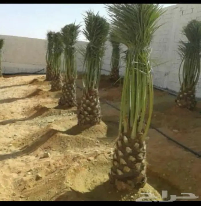 نخل عربي واشنطني خلاص صقعي مجدول برحي سكري هش 17