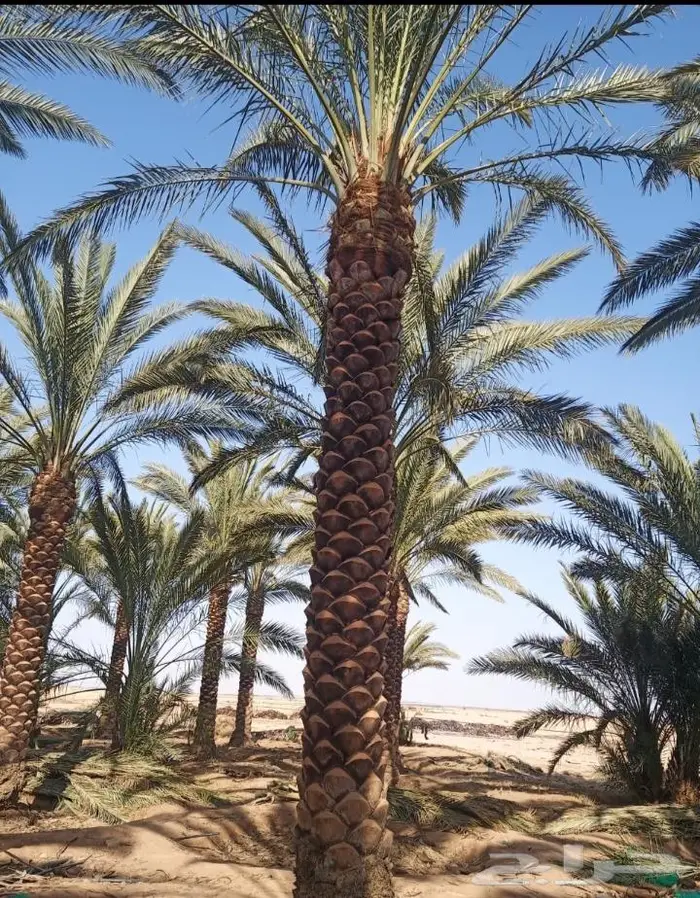 نخل عربي واشنطني خلاص صقعي مجدول برحي سكري هش 10