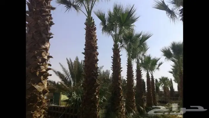 نخل عربي واشنطني خلاص صقعي مجدول برحي سكري هش 23