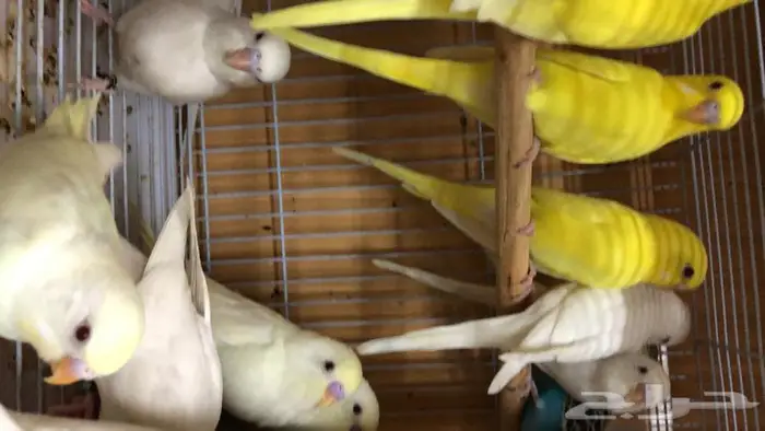 طيور حب البينو لاتينو اينو طبات 0