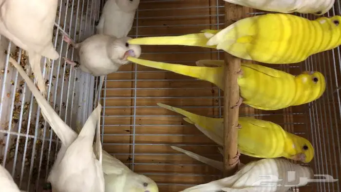 طيور حب البينو لاتينو اينو طبات 1