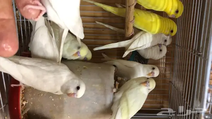 طيور حب البينو لاتينو اينو طبات 10