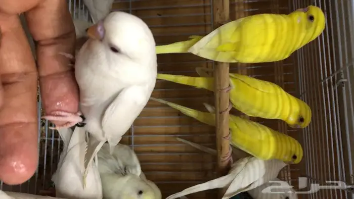 طيور حب البينو لاتينو اينو طبات 11