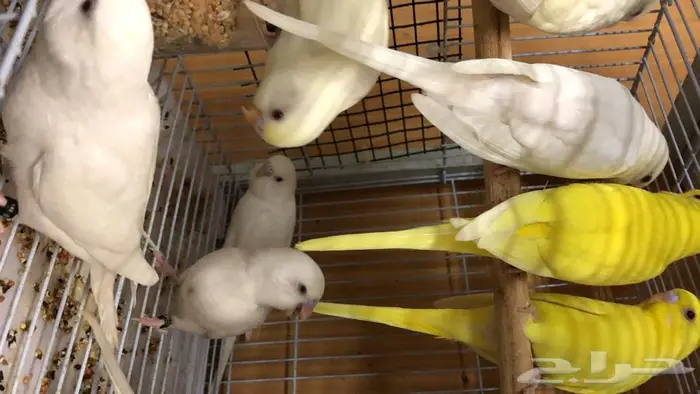 طيور حب البينو لاتينو اينو طبات 2