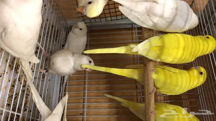 طيور حب البينو لاتينو اينو طبات 3