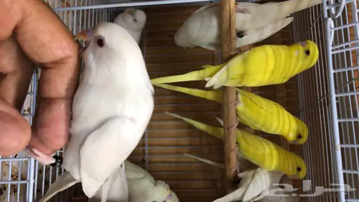 طيور حب البينو لاتينو اينو طبات 4