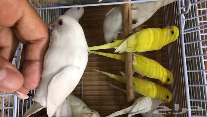 طيور حب البينو لاتينو اينو طبات 5