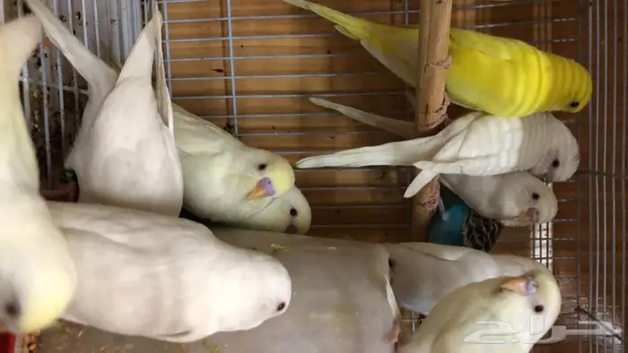 طيور حب البينو لاتينو اينو طبات 6