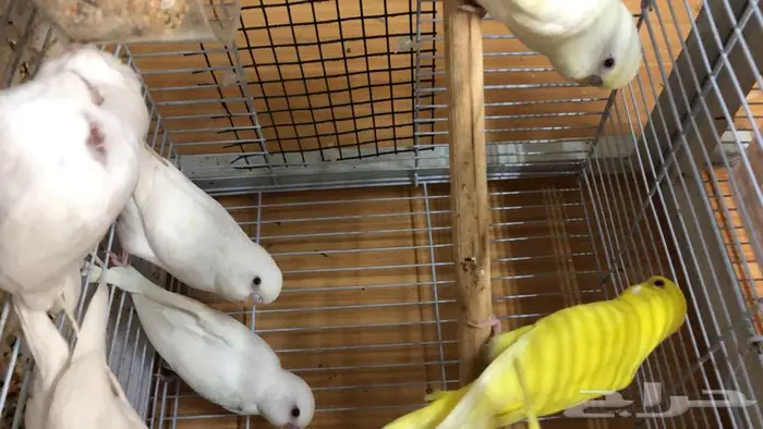 طيور حب البينو لاتينو اينو طبات 7