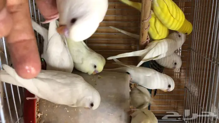 طيور حب البينو لاتينو اينو طبات 8