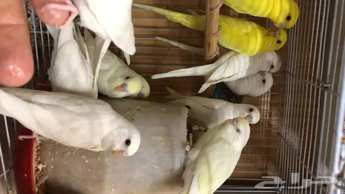 طيور حب البينو لاتينو اينو طبات 9