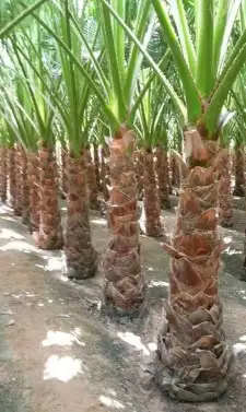 نخيل واشنطونيا ونخيل عربي مثمر 9