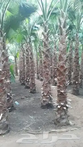 نخيل واشنطونيا ونخيل عربي مثمر 3