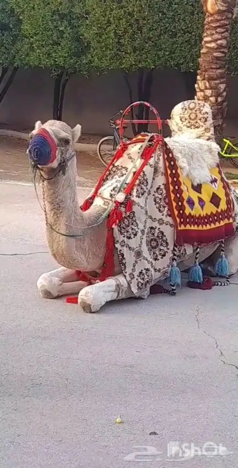 ايجار جمال 10