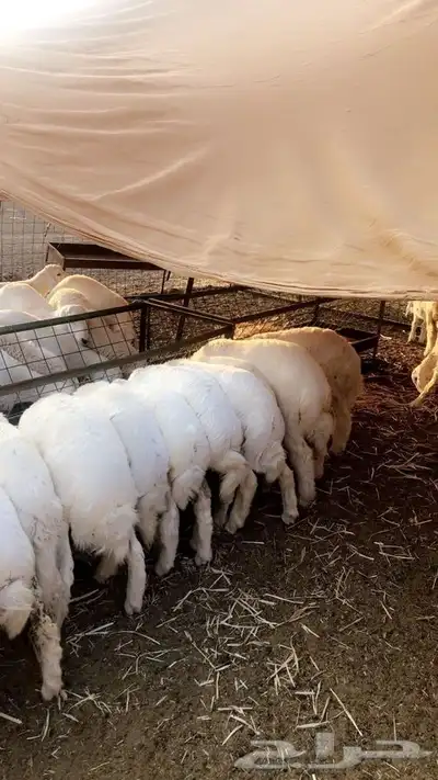 ذبايح حريه من البر مع الذبح والتوصيل لبيتك بسعر رمزي 35