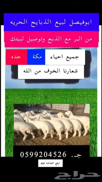 ذبايح حريه من البر مع الذبح والتوصيل لبيتك بسعر رمزي 8