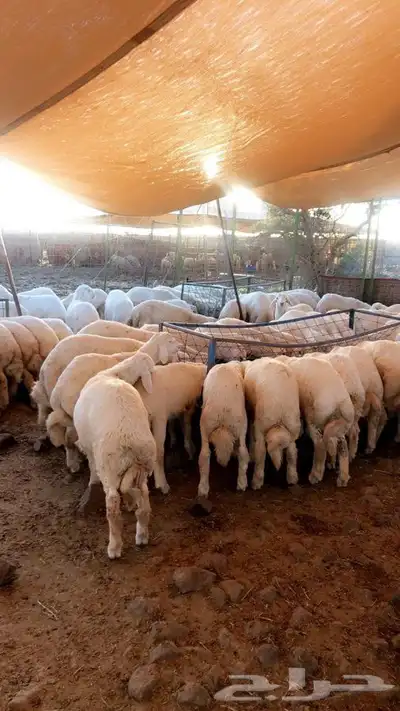 ذبايح حريه من البر مع الذبح والتوصيل لبيتك بسعر رمزي 38