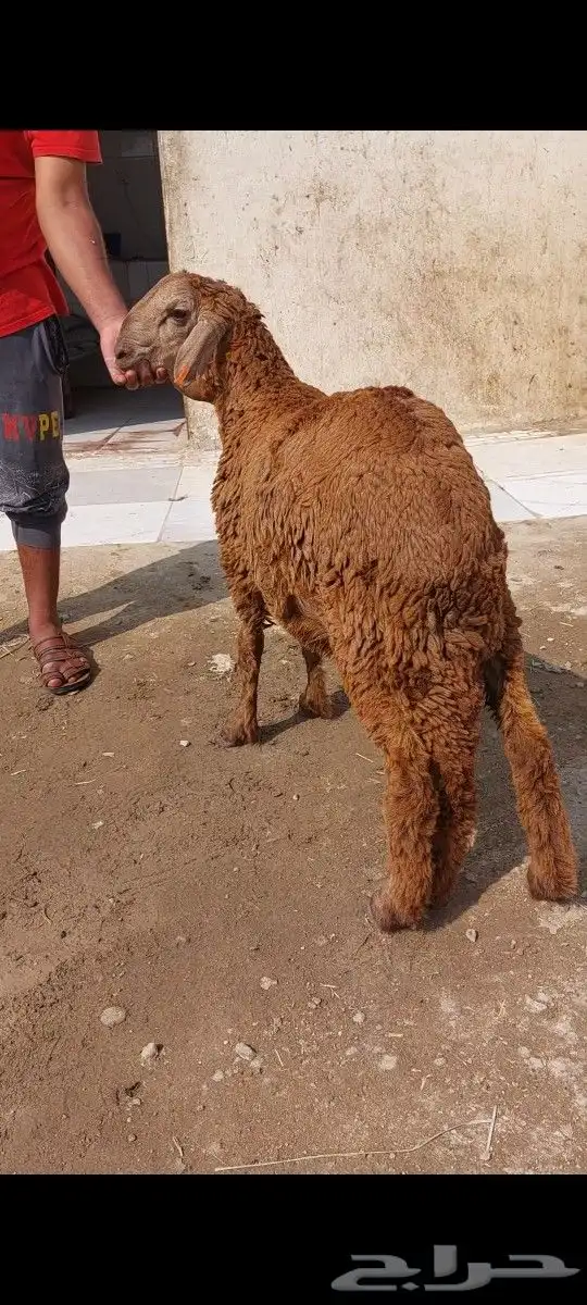 ذبايح حريات وسواكني وطبخ مع التوصيل لي باب البيت 2