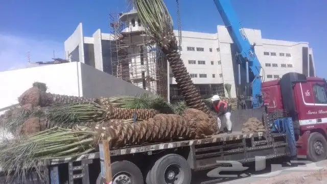 نخيل واشنطونيا ونخيل عربي مثمر 2