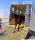 نقل خيل من الرياض الى المدينه المنوره 1