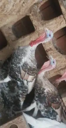 مؤسسة الطيور الريفية محل للبيع طيور ومستلزمات 25