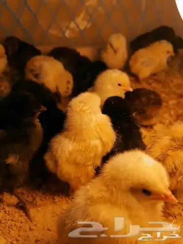 مؤسسة الطيور الريفية محل للبيع طيور ومستلزمات 23