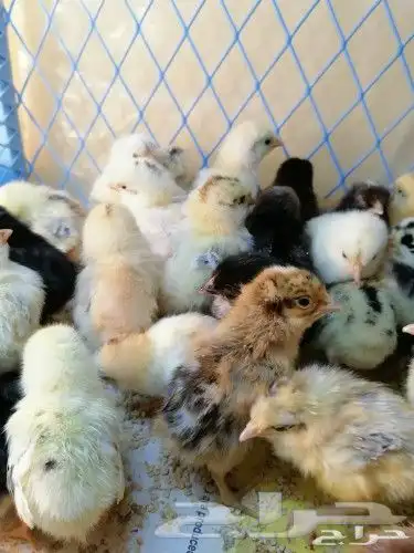 مؤسسة الطيور الريفية محل للبيع طيور ومستلزمات 24