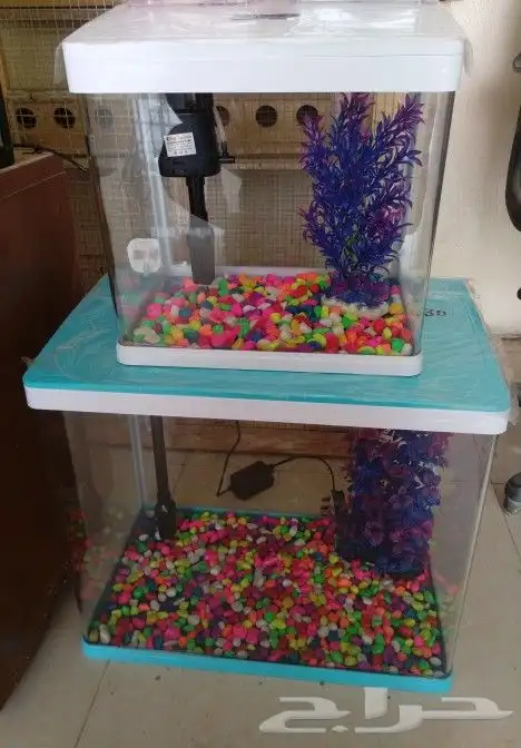 مؤسسة الطيور الريفية محل للبيع طيور ومستلزمات 2