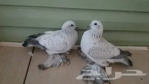 مؤسسة الطيور الريفية محل للبيع طيور ومستلزمات 19