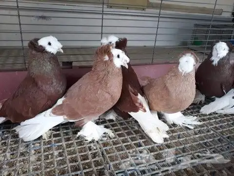 مؤسسة الطيور الريفية محل للبيع طيور ومستلزمات 20