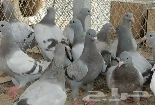 مؤسسة الطيور الريفية محل للبيع طيور ومستلزمات 26