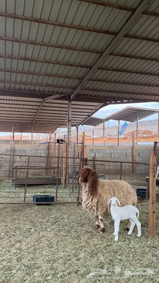 نعيميه معها رخل 3