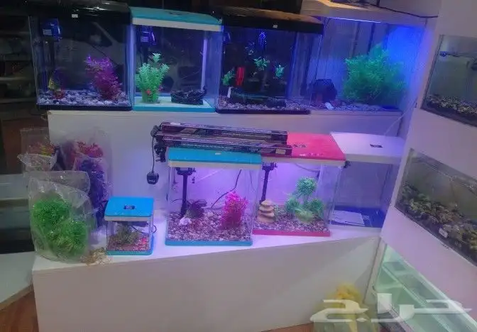 مؤسسة الطيور الريفية محل للبيع طيور ومستلزمات 0