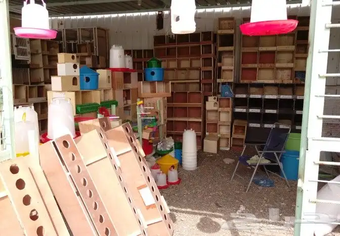 مؤسسة الطيور الريفية محل للبيع طيور ومستلزمات 15