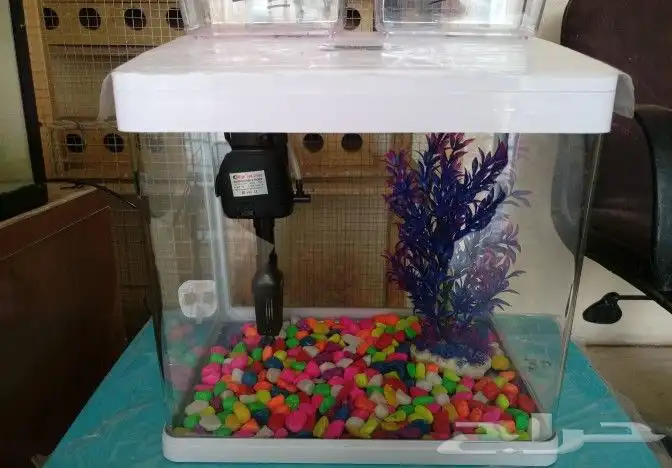 مؤسسة الطيور الريفية محل للبيع طيور ومستلزمات 3