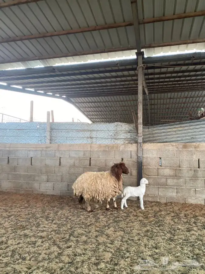 نعيميه معها رخل 1