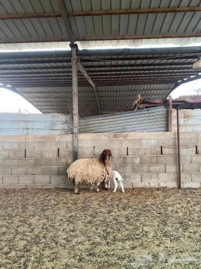 نعيميه معها رخل 2