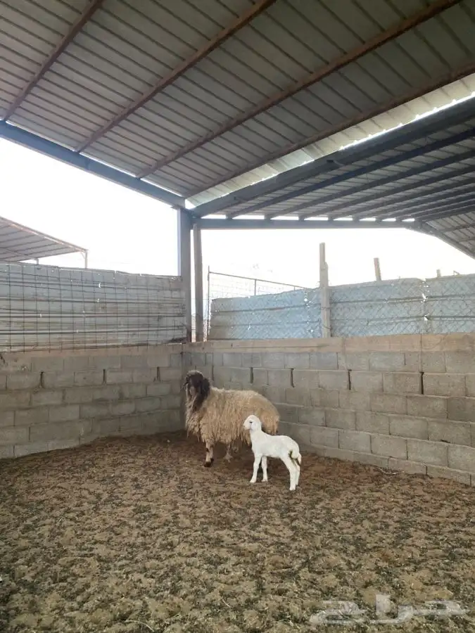 نعيميه معها رخل 4