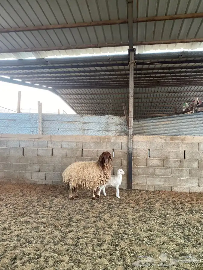 نعيميه معها رخل 0