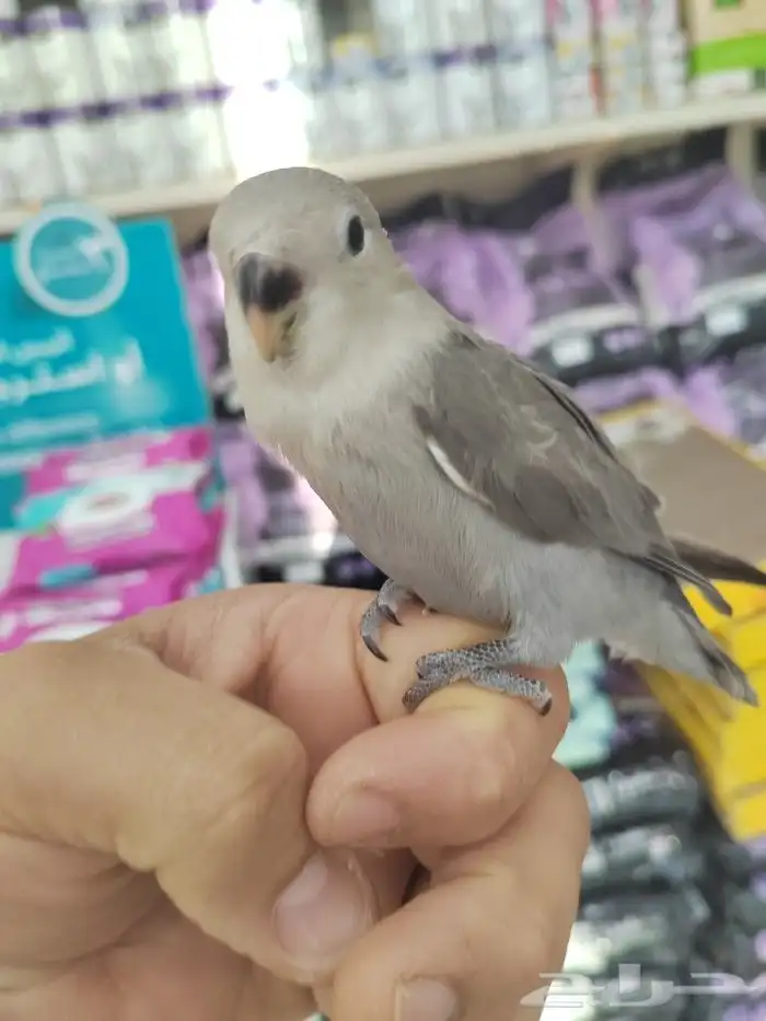 فروخ كروان وروز مفطومه واليفه 17