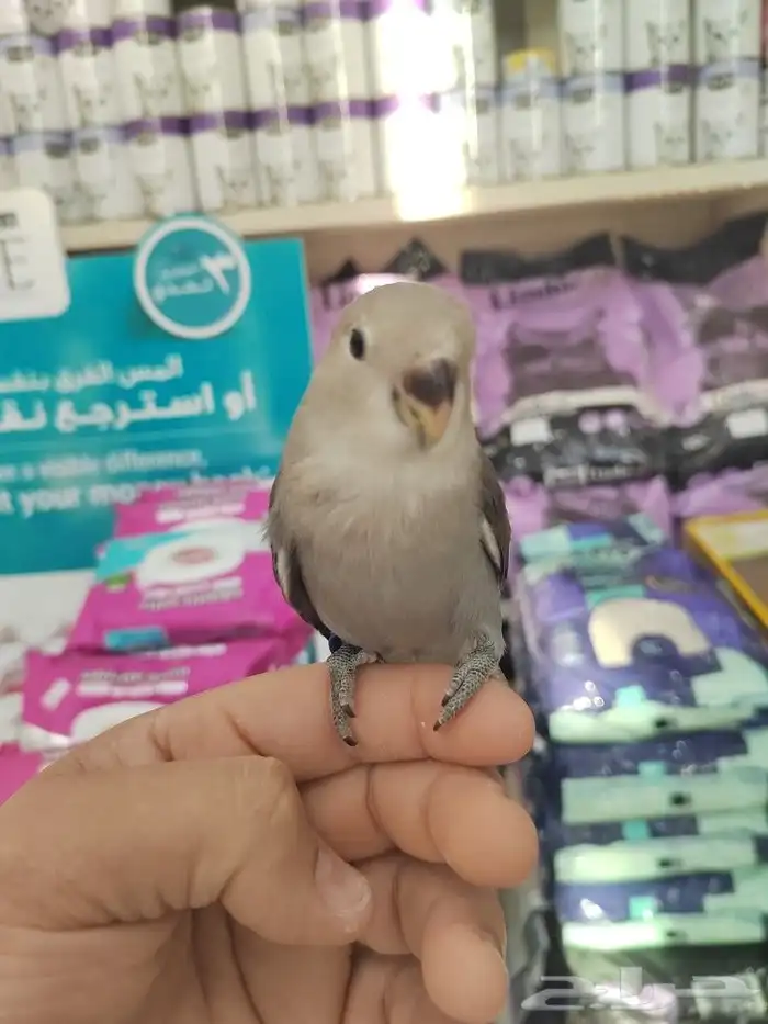 فروخ كروان وروز مفطومه واليفه 15