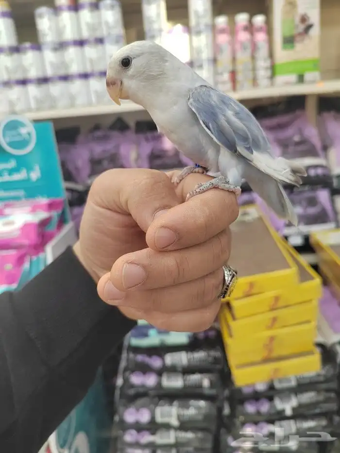 فروخ كروان وروز مفطومه واليفه 7